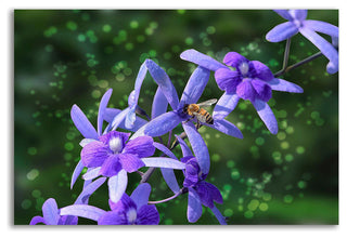Bee and Purple Flowers by Don Spears, Print on Canvas, Ready to Hang