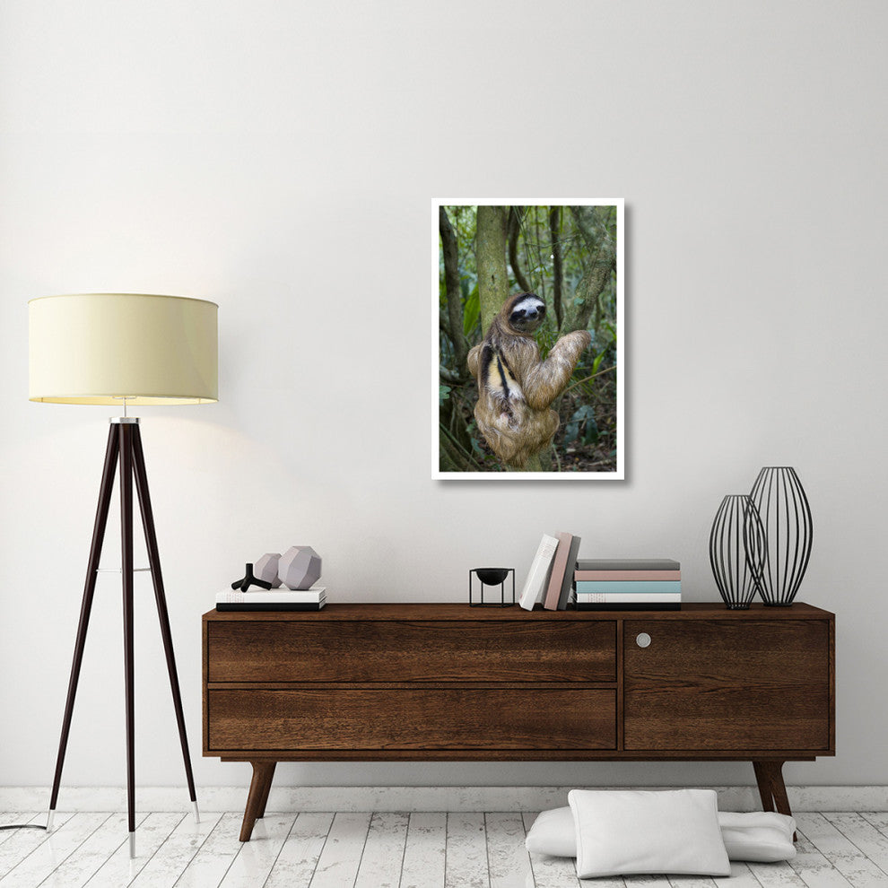 "Brown-throated 3-toed Sloth male, Aviarios Sloth Sanctuary" Paper Art, 26"x38"