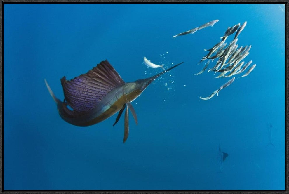 Atlantic Sailfish Hunting Round Sardinella, Isla Mujeres, Mexico, 30"x20"