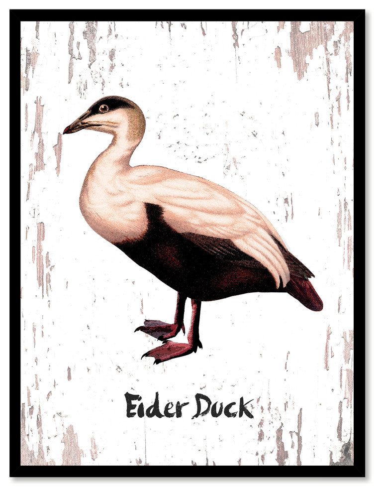 Eider Duck Bird Canvas Print, 13"x17"