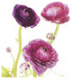 "Spring Ranunculus I" Digital Paper Print by Laura Marshall, 20"x20"
