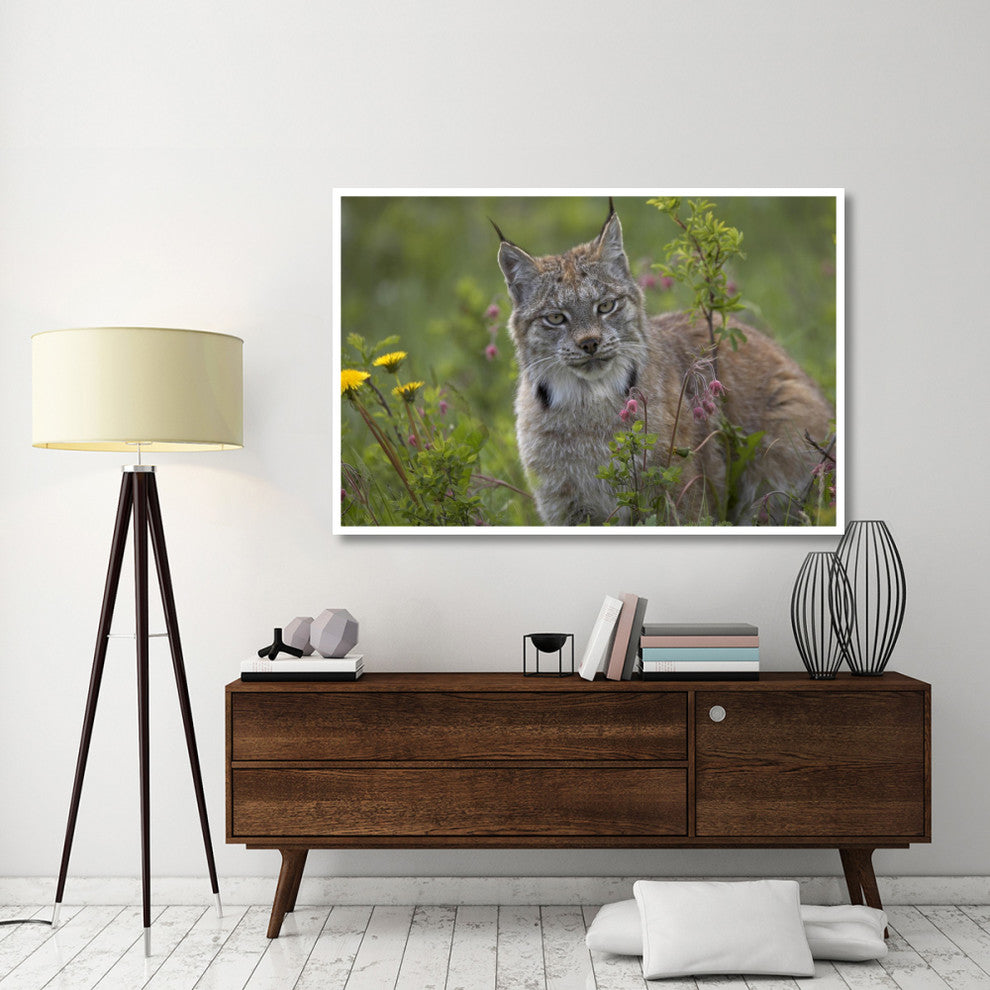 "Canada Lynx portrait, North America" Print by Tim Fitzharris, 62"x42"