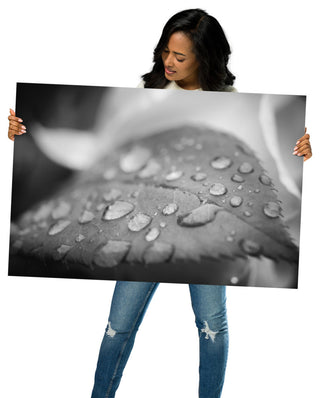 Dew on Leaf of Rose Plant Black & White Botanical Unframed Wall Art Print, 24" X 36"