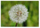 ''Make a Wish'' Canvas Art by Monica Mize