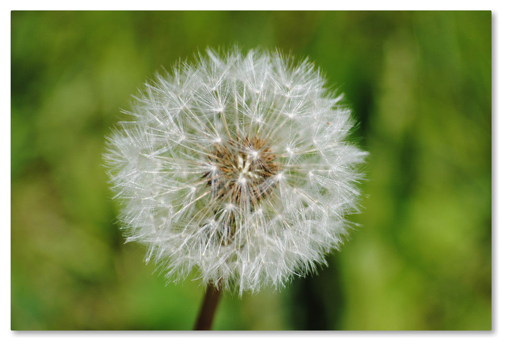 ''Make a Wish'' Canvas Art by Monica Mize