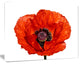 Red Poppy Blossom Close Up, Floral Canvas Art Print, 20"x12"