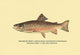 The Brook Trout (Showing Bright or Early Fall Coloration) - Canvas Poster