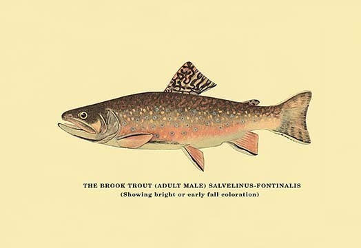 The Brook Trout (Showing Bright or Early Fall Coloration) - Canvas Poster