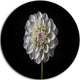 Isolated Dahlia Flower In Black, Floral Disc Metal Artwork, 23"