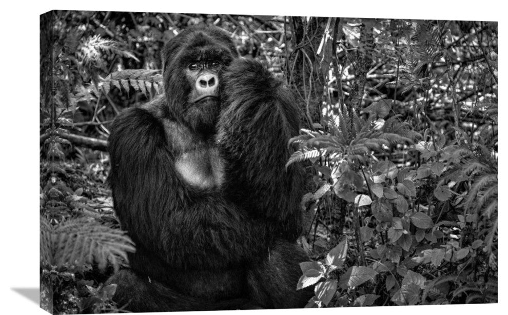 "Kwitonda Silverback" Stretched Canvas Giclee by Karen Lunney, 30"x20"