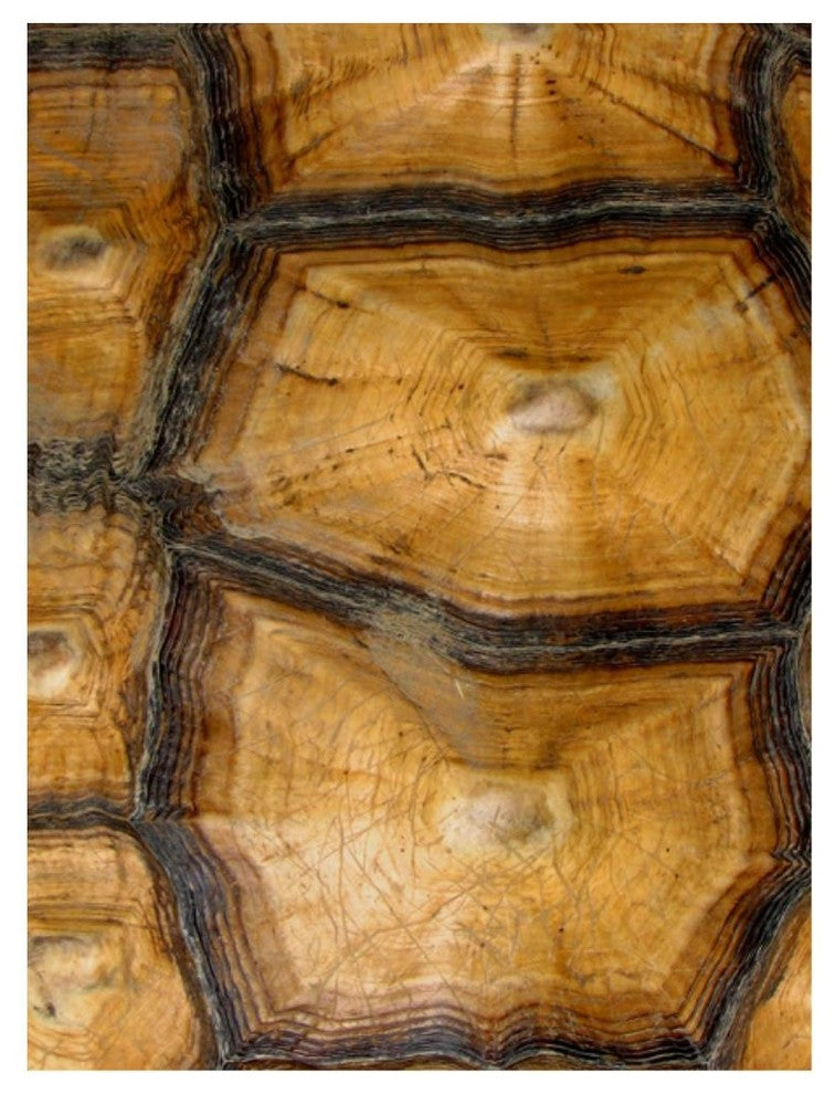 "Carapaced Motif VII" Fine Art Piece