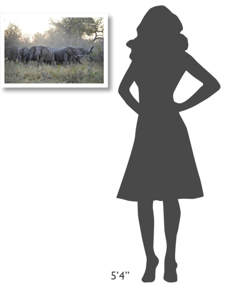 "African Elephant upset herd gathering, Okavango Delta" Paper Art, 26"x18"