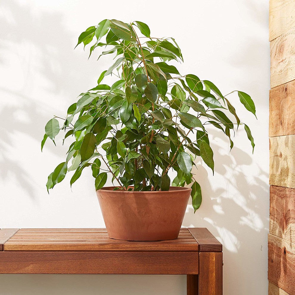 Sleek Bulb Pan, Terra-Cotta