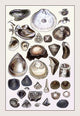 Shells: Monomyaria #3- Gallery Wrapped Canvas Art 28" x 42"