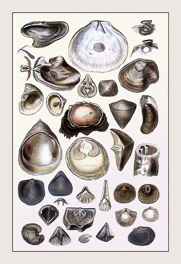 Shells: Monomyaria #3- Gallery Wrapped Canvas Art 28" x 42"