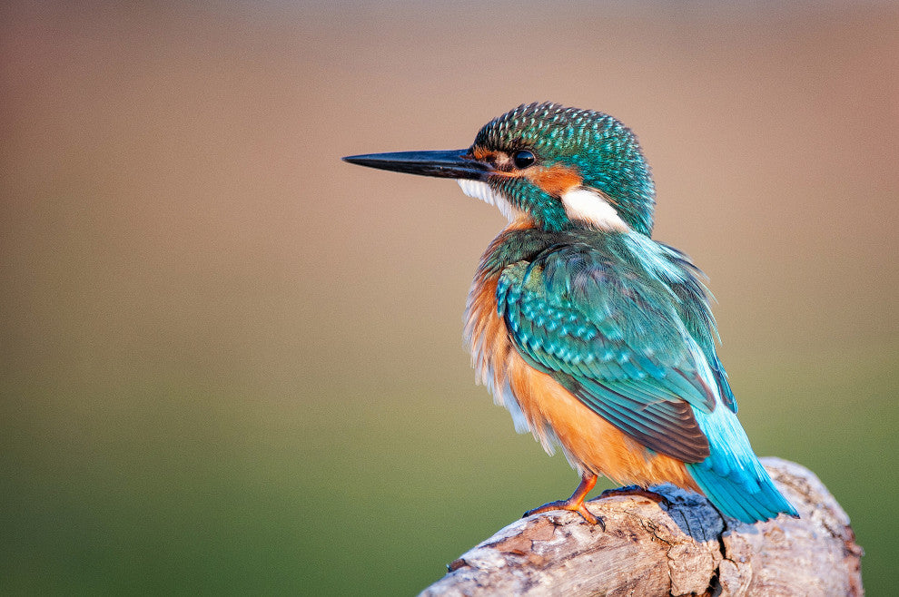 Common Kingfisher Bird on Perch Animal Wildlife Photograph Canvas Wall Art Print, 12" X 16"