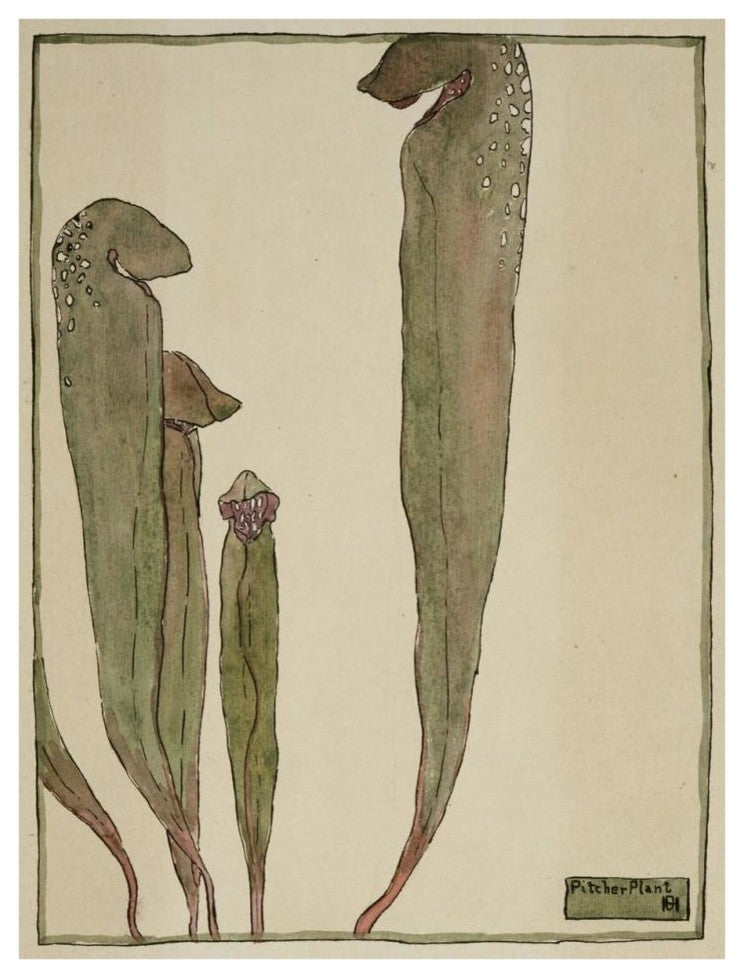 "Pitcher Plant" Digital Paper Print by Hannah Borger Overbeck, 26"x34"