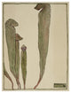 "Pitcher Plant" Digital Paper Print by Hannah Borger Overbeck, 26"x34"