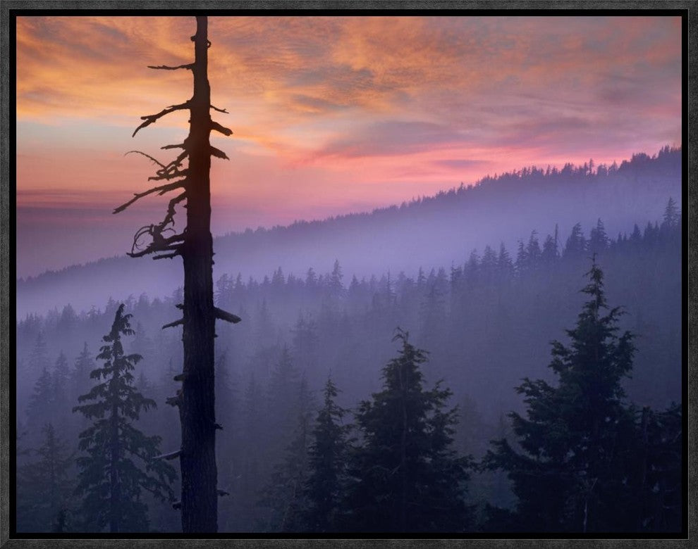 Sunset Over Forest, Crater Lake National Park, Oregon, 16"x12"