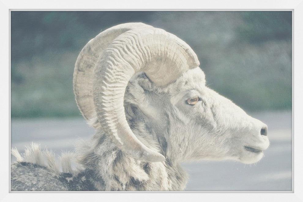 Marmont Hill, "White Curled Horns" Framed Painting Print, 45x30