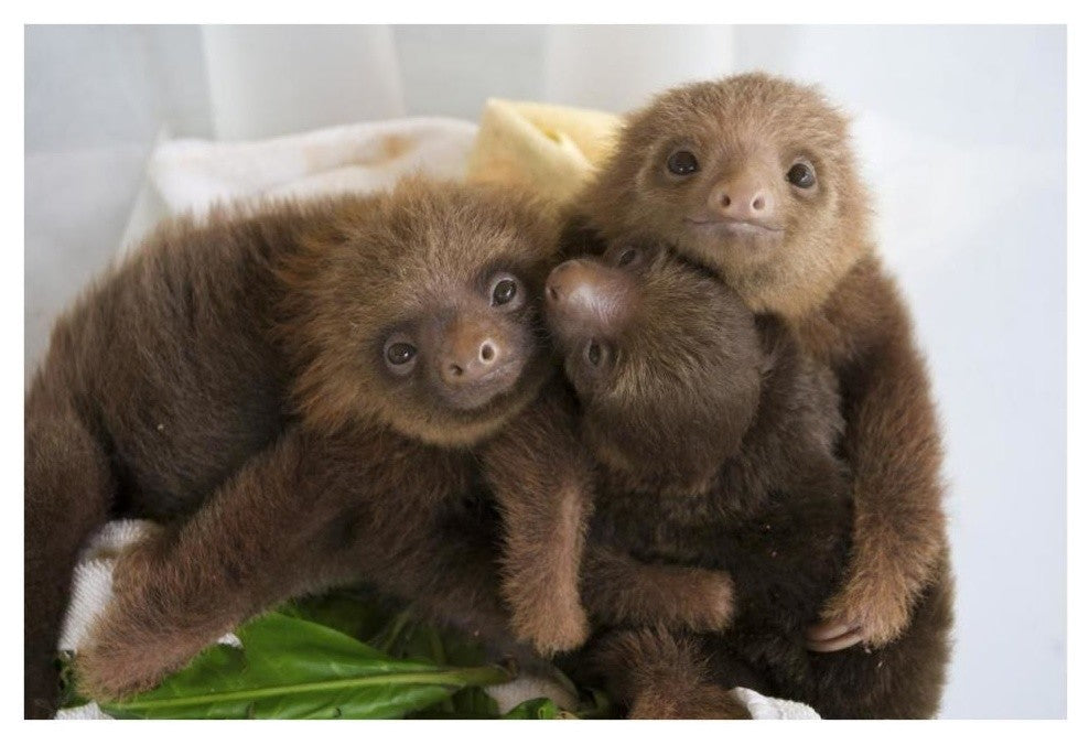 "Hoffmann's 2-toed Sloth babies, Aviarios Sloth Sanctuary" Paper Art, 38"x26"
