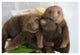 "Hoffmann's 2-toed Sloth babies, Aviarios Sloth Sanctuary" Paper Art, 38"x26"