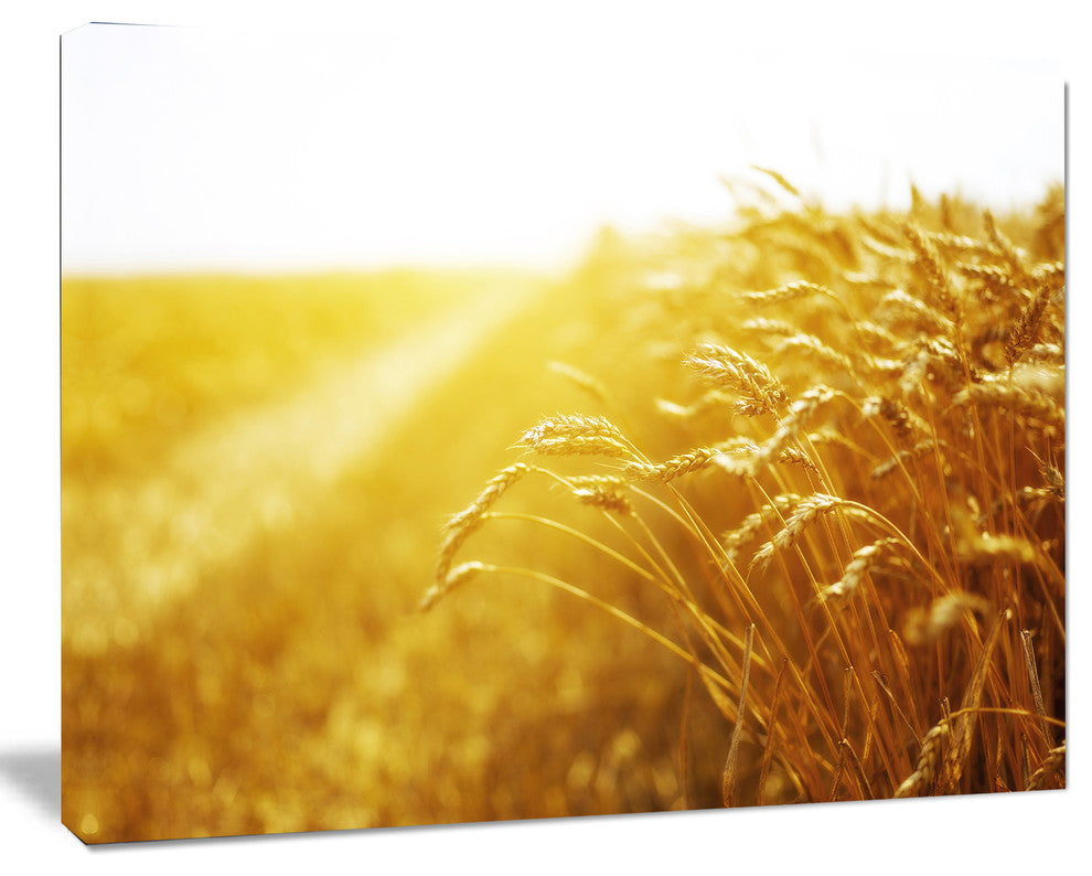 Bright Sunset over Wheat Field, Landscape Canvas Art Print, 40"x30"