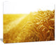 Bright Sunset over Wheat Field, Landscape Canvas Art Print, 40"x30"