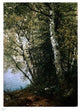 John Frederick Kensett Study of Beeches Wall Decal