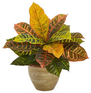 Full, front-facing view of the Croton plant in ceramic pot on a uniform white background.