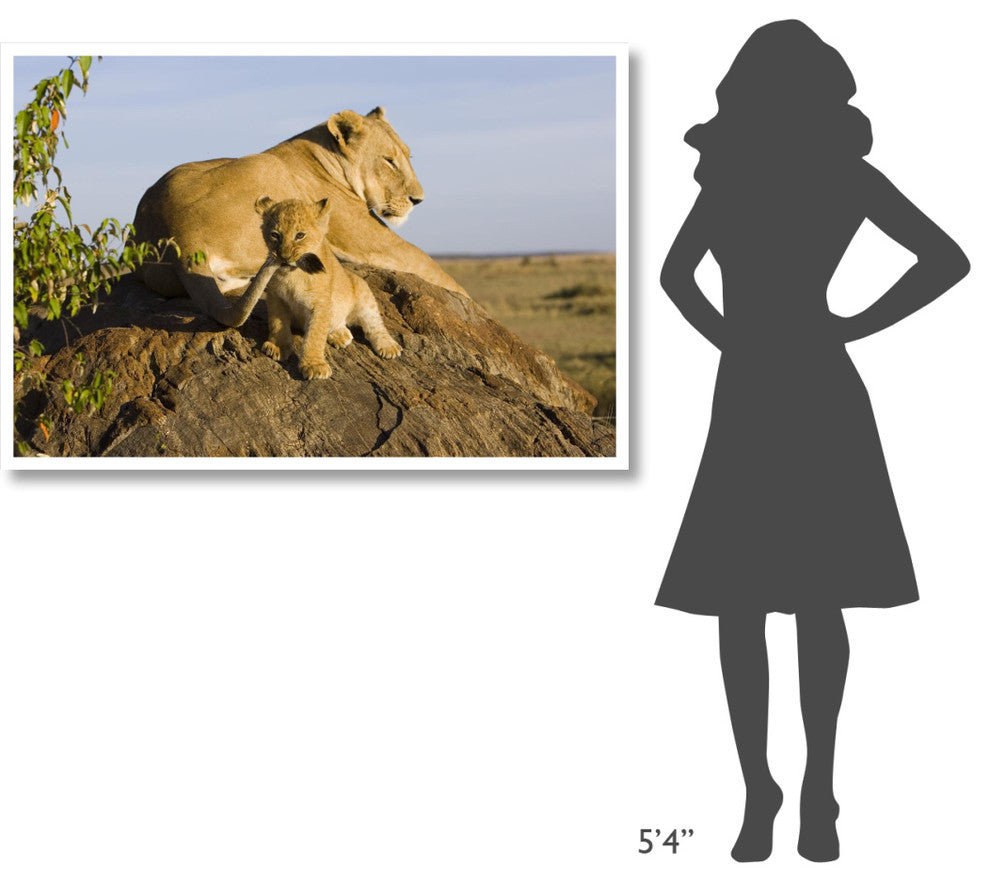 "Lion cub playing with tail, vulnerable, Masai Mara Reserve" Paper Art, 50"x34"