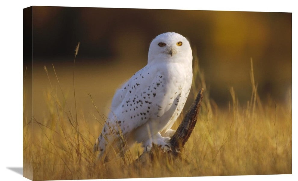 "Snowy Owl, Circumpolar Species, British Columbia, Canada" Artwork