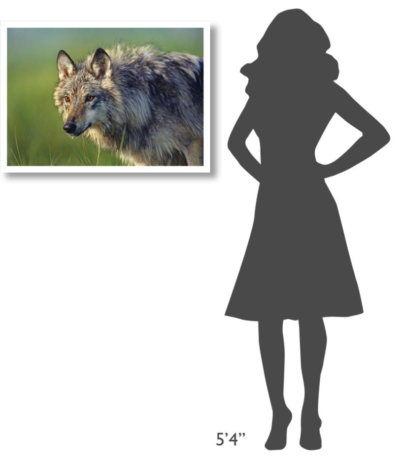 "Gray Wolf, native to North America" Paper Print by Tim Fitzharris, 32"x23"