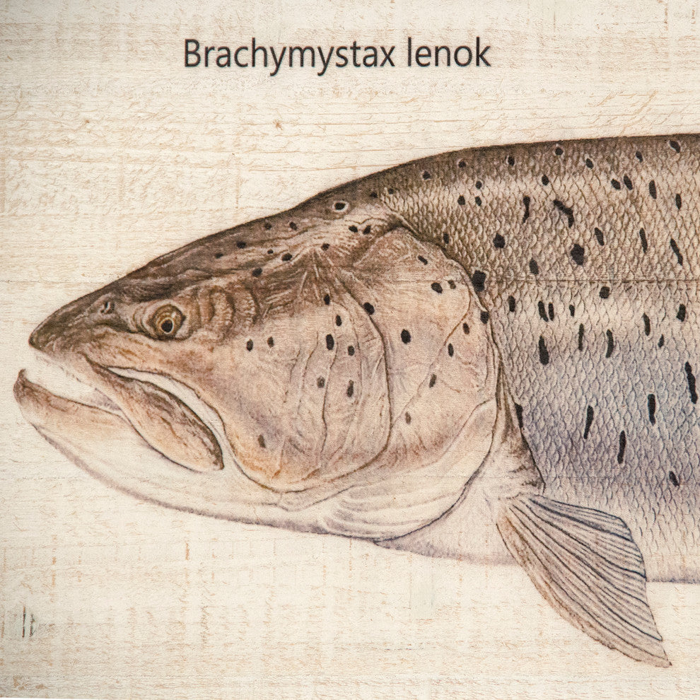 Qinling Lenok Wood Panel Print Art, Small