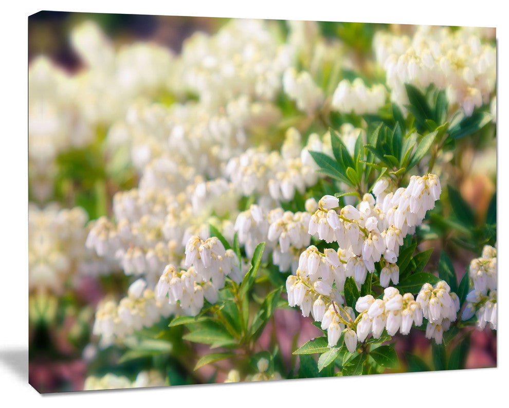 Beautiful Blooming White Flowers, Floral Canvas Art Print, 20"x12"