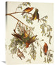 "American Crossbill" Artwork, 24" x 32"