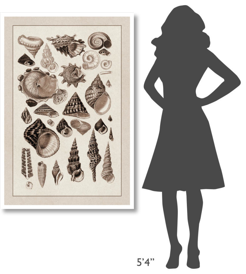 "Shells: Trachelipoda #3 (Sepia)" Digital Paper Print by G.B. Sowerby, 34"x50"
