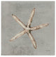 Lisa Audit ''Sand And Seashells Iii'' Canvas Art, 35"x35"