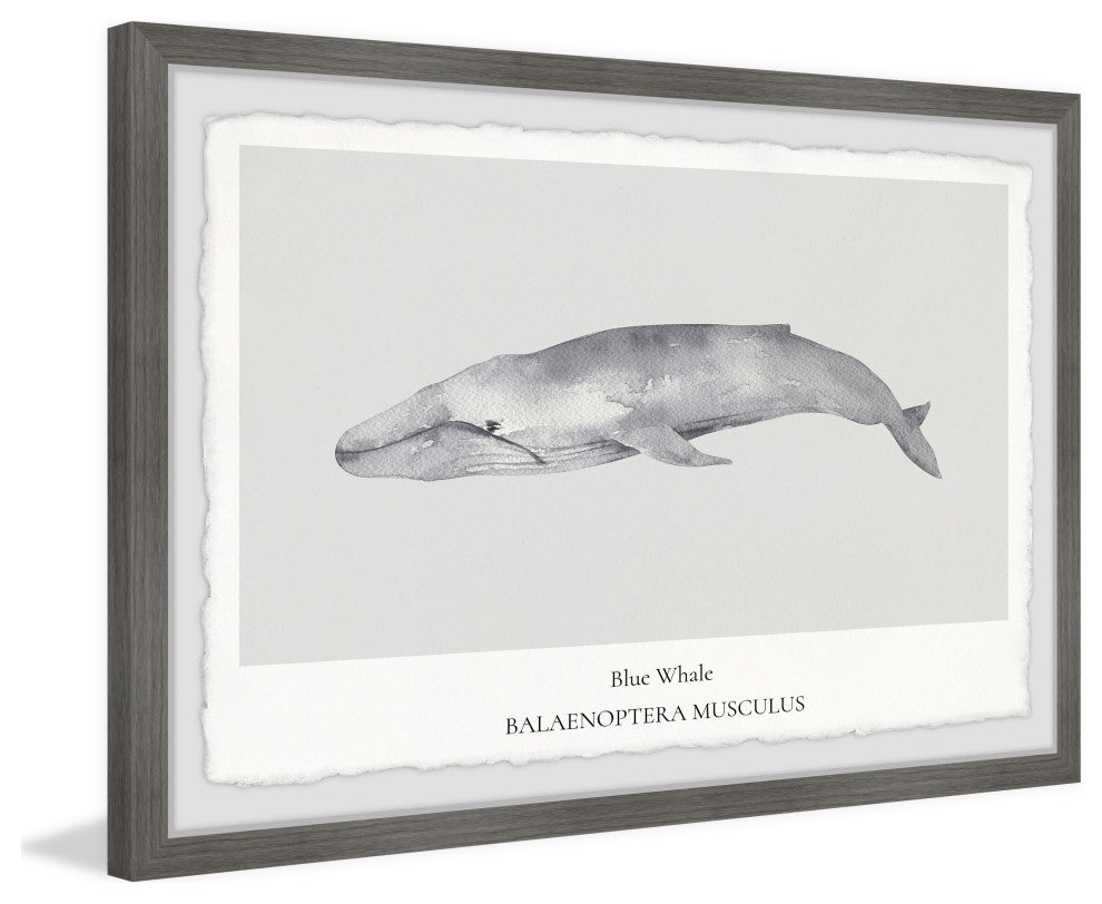 "Balaenoptera Musculus" Framed Painting Print, 18x12