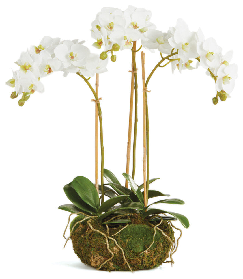 Phalaenopsis 16" Mini Garden Drop-In
