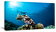 Broadclub Cuttlefish Underwater, Large Seashore Canvas Art Print, 32"x16"