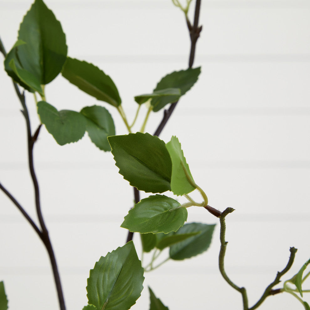 Close-up of leaves on white background (cropped/zoomed detail).