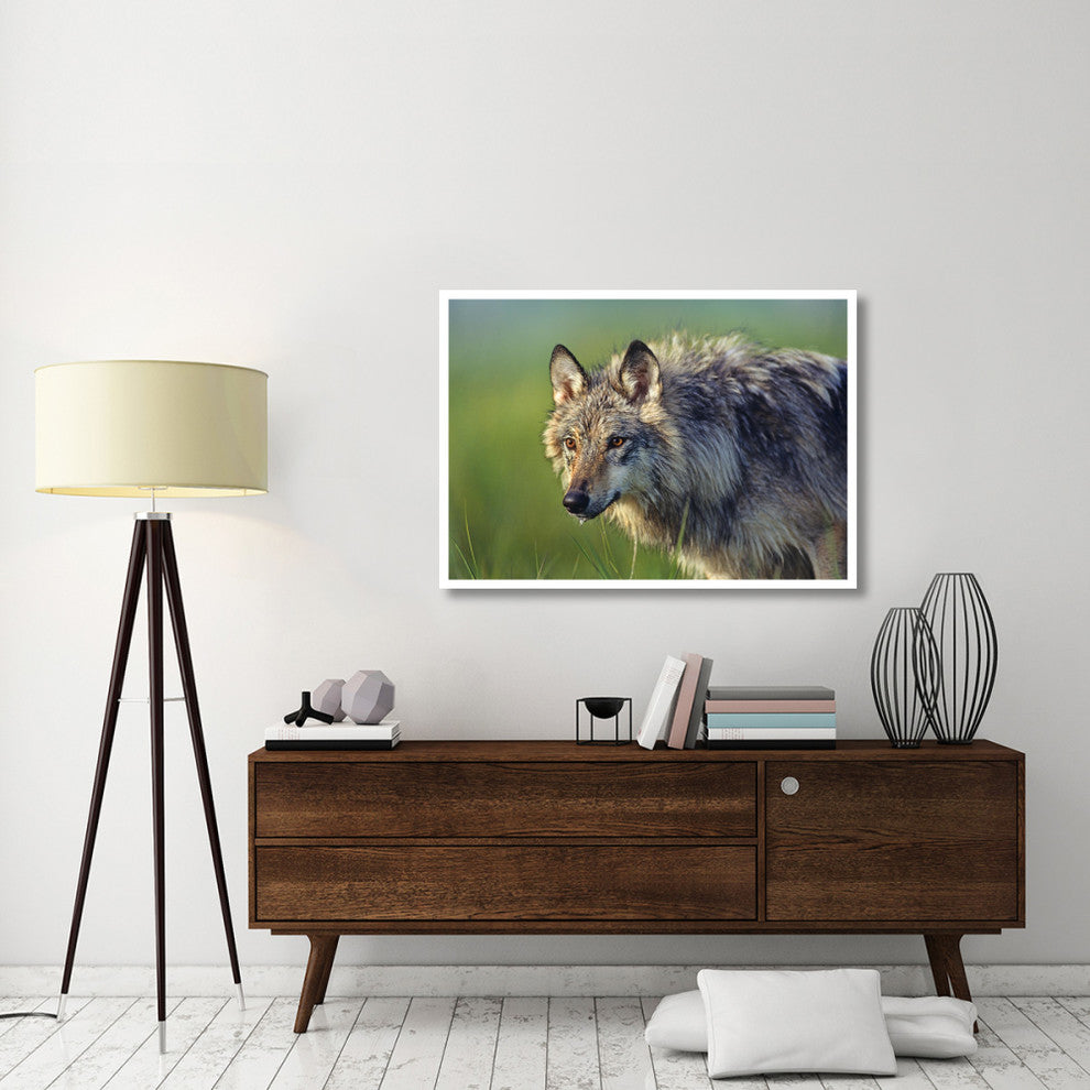 "Gray Wolf, native to North America" Paper Print by Tim Fitzharris, 46"x33"