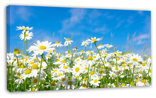 White Daisies under Bright Blue Sky, Floral Canvas Art Print, 32"x16"