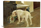 "Study of a Bulldog" Artwork, 30" x 22"