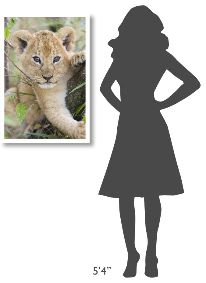 "African Lion 6-7 week old cub, Masai Mara National Reserve" Paper Art, 22"x32"
