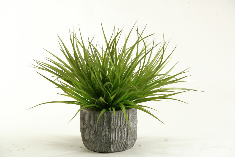 Wild Grass in Concrete Bowl