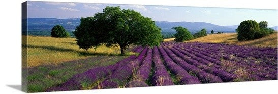 "Lavender Field La Drome Provence France" Canvas Art, 36"x12"x1.25"