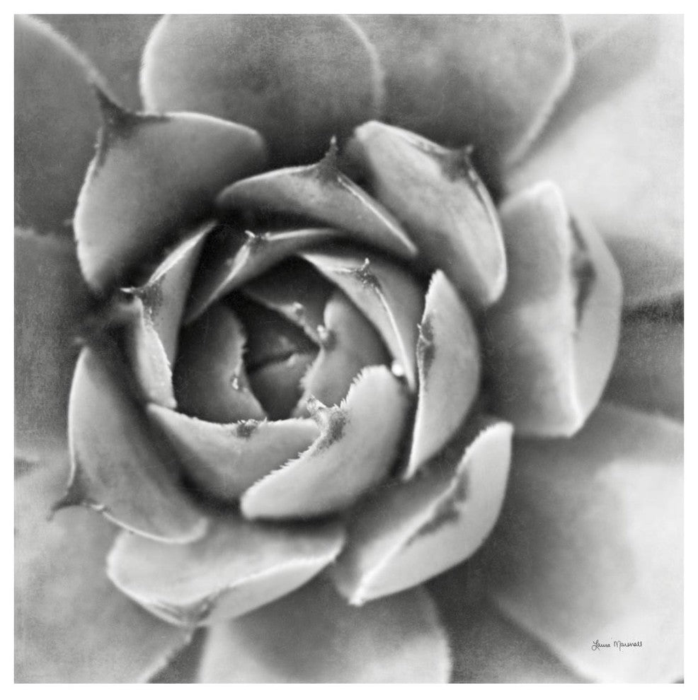 "Garden Succulent II" Digital Paper Print by Laura Marshall, 26"x26"
