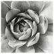 "Garden Succulent II" Digital Paper Print by Laura Marshall, 26"x26"